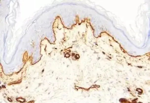 JAK2 Inhibitor V, Z3 - 5mg