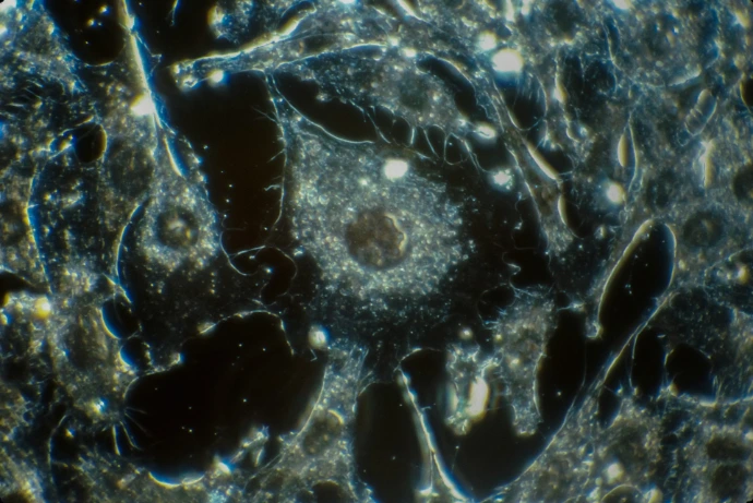 Single CELL  RNA Sequencing Course